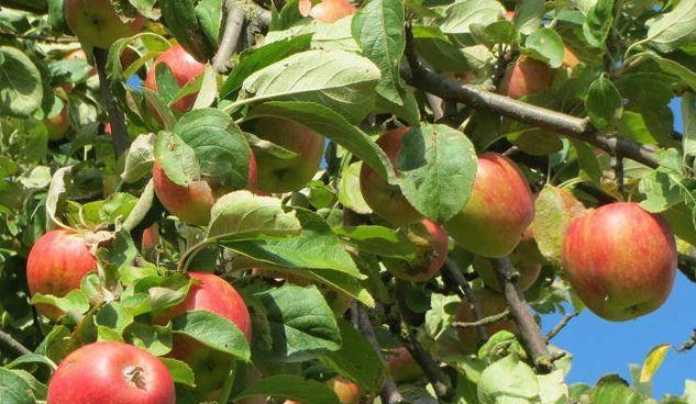 Продажа дома, 70м <sup>2</sup>, 600 сот., Краснодар, 03К-001,  1-й километр