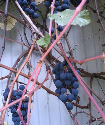 Продажа дома, 70м <sup>2</sup>, 600 сот., Краснодар, 03К-001,  1-й километр