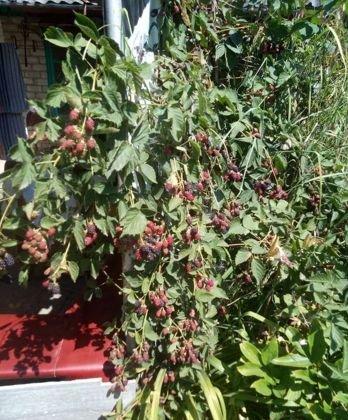 Продажа дома, 60м <sup>2</sup>, 420 сот., Краснодар, Ромашковая улица,  44