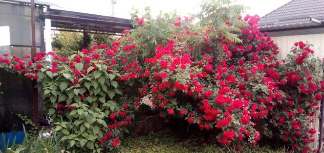 Продажа дома, 68м <sup>2</sup>, 600 сот., Краснодар, Тополиная улица,  340