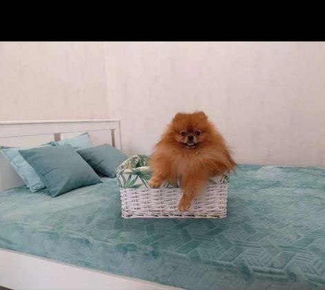 Продажа 1-комнатной квартиры, Краснодар, улица имени Героя Георгия Бочарникова,  8